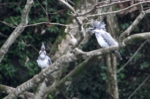 川辺川鳴きあうつがい２０１２年３月１２日.jpg