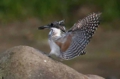 20130521ガンバレ幼鳥_木山・着地っ！.jpg