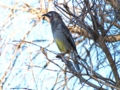 b_Red Wattlebird_1.jpg