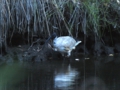 c_Australian White Ibis_1.jpg