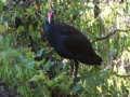 d_Dusky Moorhen_1 .jpg