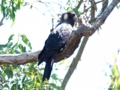 f_Long-billed Black Cockatoo_2.jpg