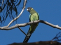 j_Australian Ringneck_1.jpg