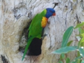 j_Rainbow Lorikeet.jpg