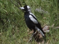 k_Australian Magpie.jpg