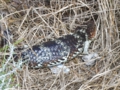 o_Shingleback skink.jpg