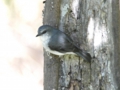 a_Mangrove Gerygone .jpg