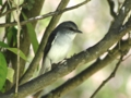 a_Mangrove Gerygone.jpg