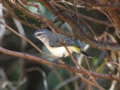 a_Yellow-rumped Thornbill_1 .jpg