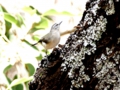 a_Yellow-rumped Thornbill_2.jpg