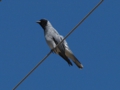 b_Black-Faced Cuckoo-Shrike 1.jpg