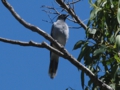 b_Black-Faced Cuckoo-Shrike 2.jpg