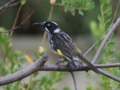 b_New holland honeyeater.jpg