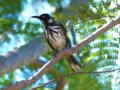 b_New holland honeyeater3.jpg