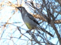 b_Red Wattlebird_2.jpg