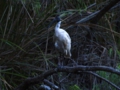 c_Australian White Ibis_2.jpg