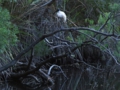 c_Australian White Ibis_4.jpg