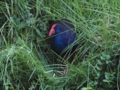 d_Dusky Moorhen_2 .jpg