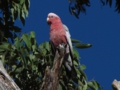 e_Galah_5.jpg