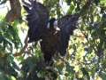 f_Long-billed Black Cockatoo_4.jpg