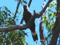 f_Long-billed Black Cockatoo_5.jpg