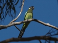 j_Australian Ringneck_2.jpg