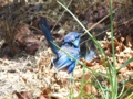 n_Splendid Fairywren _06.jpg