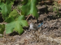 n_Splendid Fairywren_ female.jpg