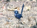 n_Splendid Fairywren_00 .jpg