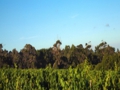 p_Vinyard & WildForest.jpg